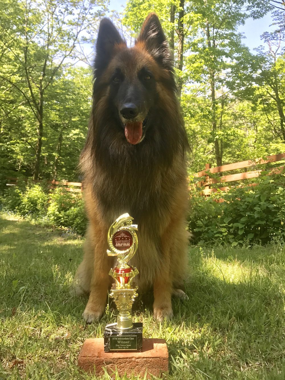 ドッグダンス競技会で1席を獲得したトロフィーと愛犬リーフィ