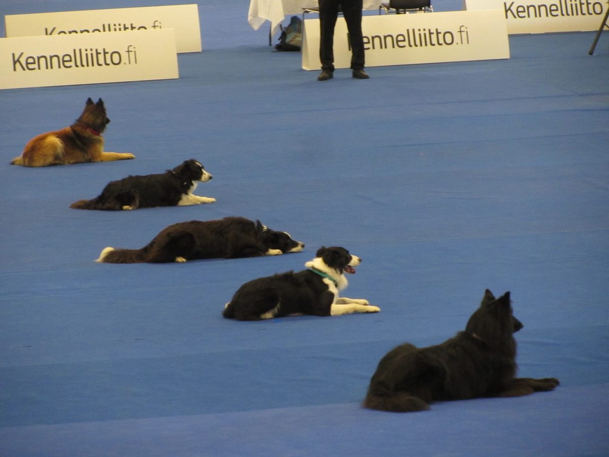 世界大会の競技中、グループ課目で伏せて待機する犬たち