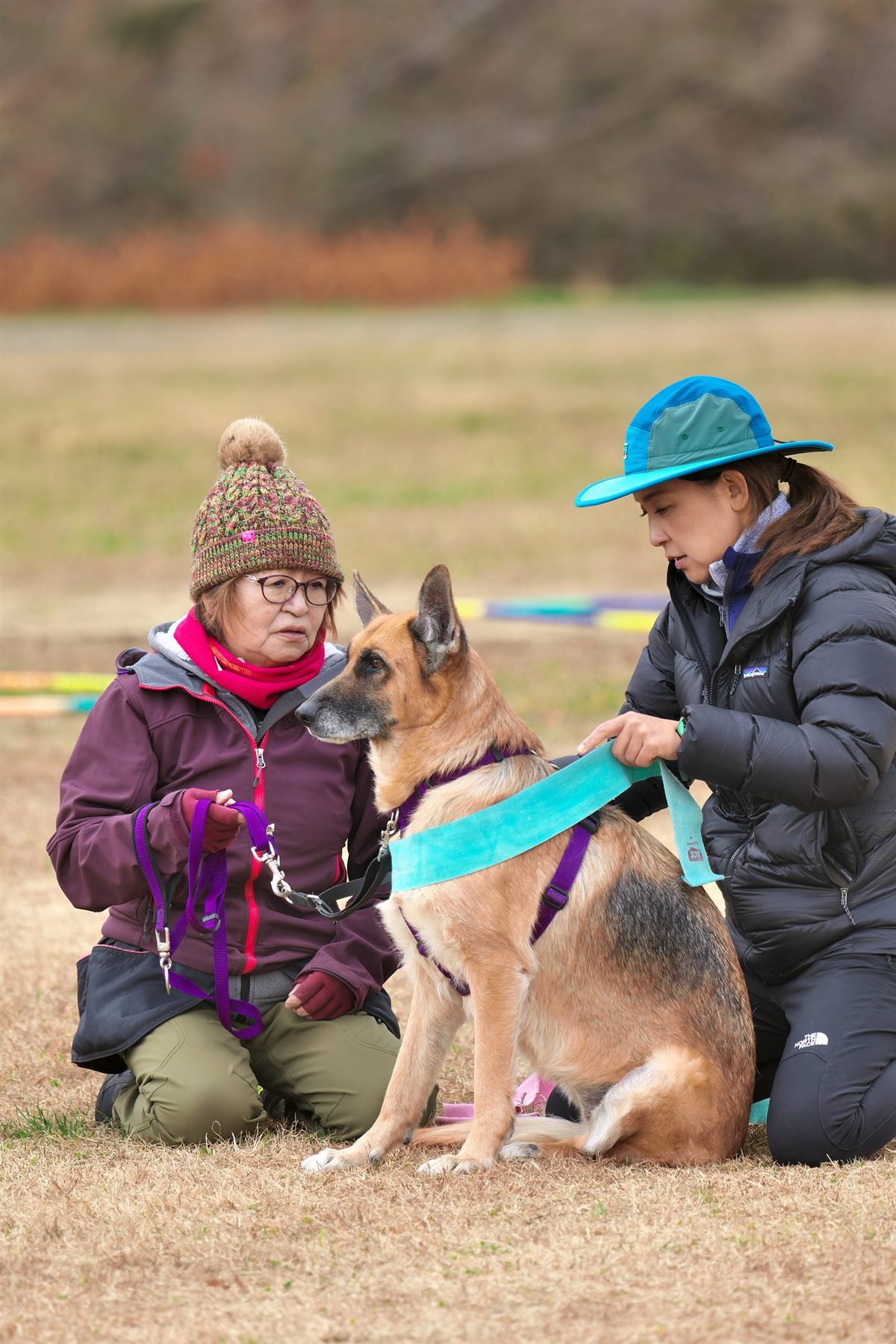 大型犬にテリントンTタッチの施術を行っている場面