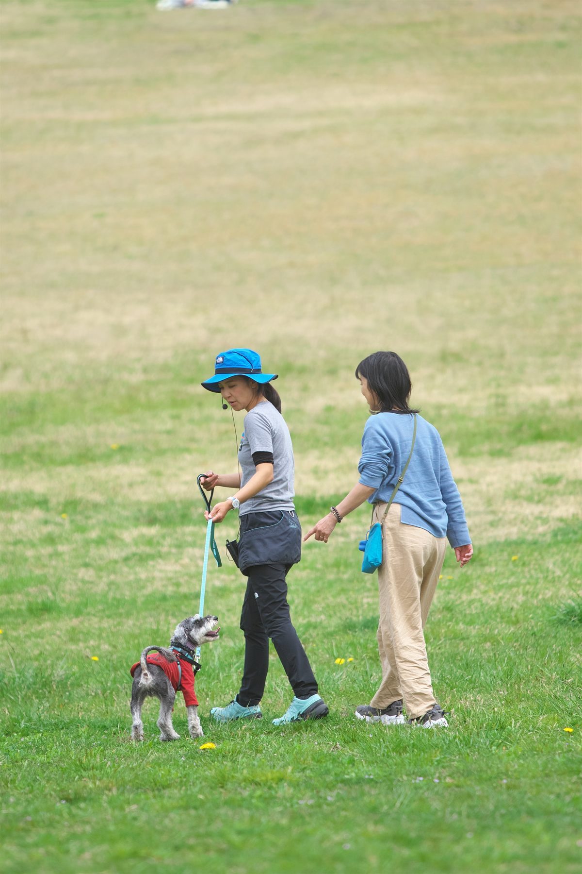 犬の歩き方や様子を観察している場面